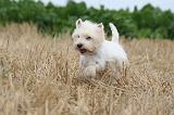 WESTIE 339